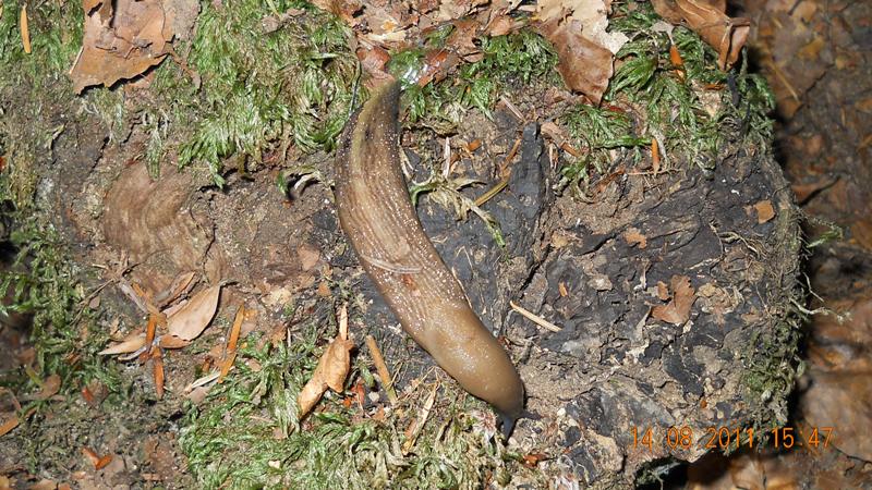 Limax aldrovandi Moquin-Tandon 1855 delle Apuane